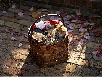 电影《刺猬索尼克》系列全球累计票房突破10亿美元 最新作1月10日席卷国内